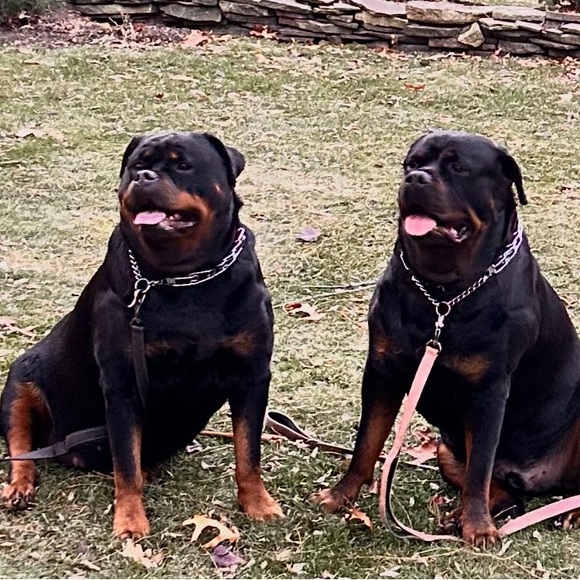 deezydomino